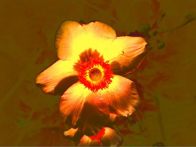 Fiore da Martina Konitzky