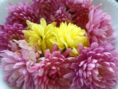 Fiori di crisantemo da Martina Konitzky
