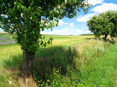 Sentiero di Campagna in Estate da Martina Konitzky