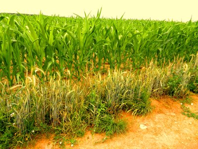 Terra Fertile da Martina Konitzky