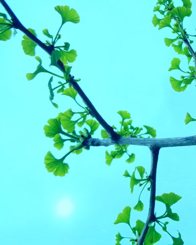 Ginkgo da Martina Konitzky