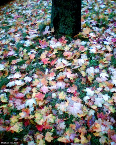 Autunno da Martina Konitzky