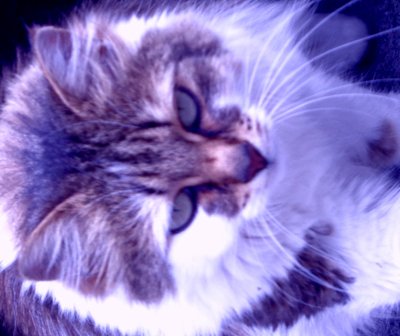 Gatto Lilla da Martina Konitzky