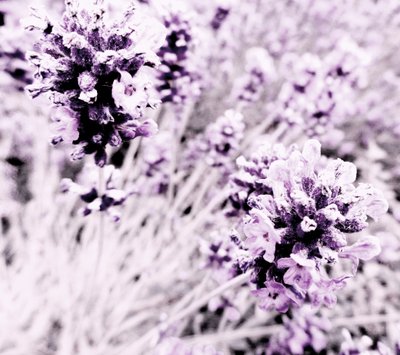 Lavanda lilla argento da Martina Konitzky