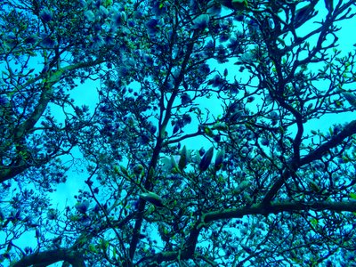 magnolie blu da Martina Konitzky