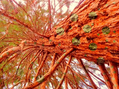 Sequoia punteggiata da Martina Konitzky