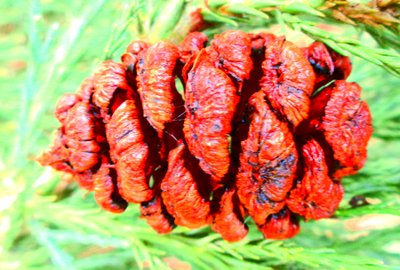 Frutto di sequoia da Martina Konitzky