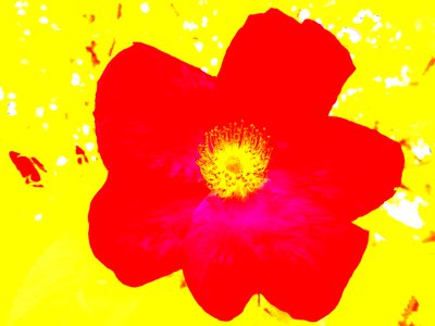 Popart Omaggio a Andy Warhol da Martina Konitzky
