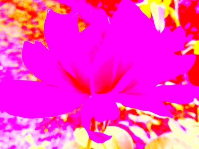 Rosa Arte Digitale da Martina Konitzky