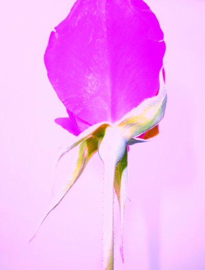 Rosa Lilla da Martina Konitzky