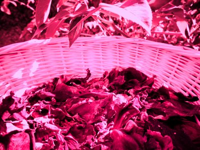 Petali di rosa Potpourri da Martina Konitzky