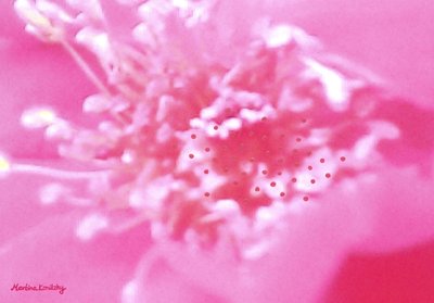 Profumo di rosa da Martina Konitzky
