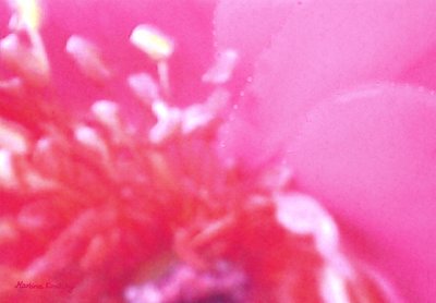 Profumo di rose 1 da Martina Konitzky