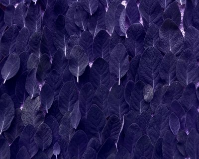 Salvia da Martina Konitzky