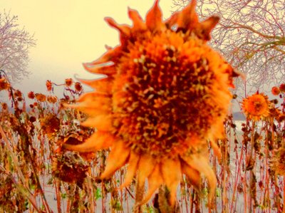 Girasole in inverno (omaggio a Vincent van Gogh) da Martina Konitzky