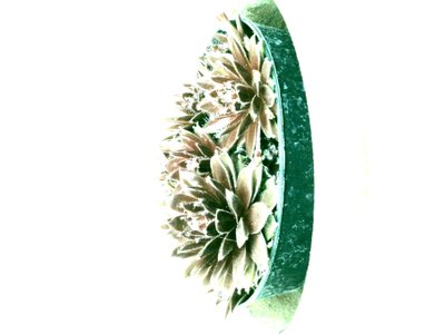 Succulente da Martina Konitzky