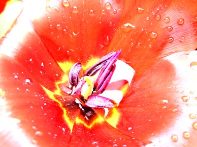 Tulipano da Martina Konitzky