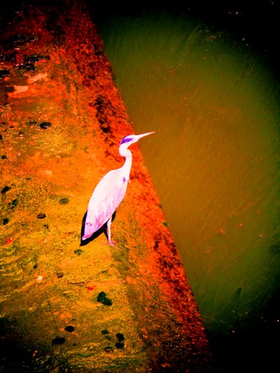 Airone grigio sul fiume da Martina Konitzky