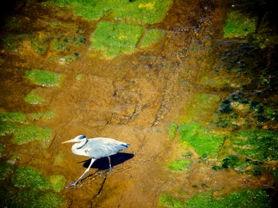 Uccello sul fiume da Martina Konitzky