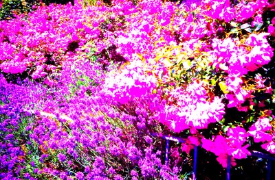 Giardino anteriore con rose e lavanda da Martina Konitzky