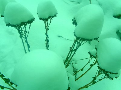 Menta invernale da Martina Konitzky