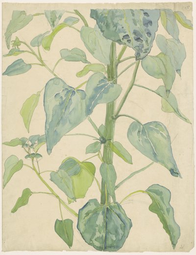 Gambo e foglie di un girasole da Martinus van Andringa
