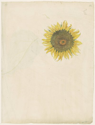 Girasole da Martinus van Andringa
