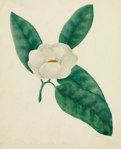 Magnolia da Mary Altha Nims