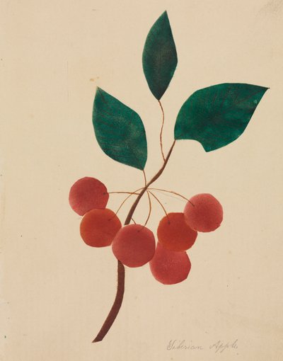 Mela siberiana da Mary Altha Nims