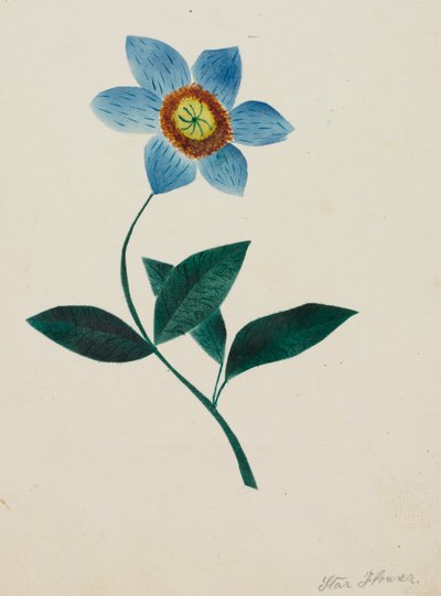 Fiore Stellato da Mary Altha Nims