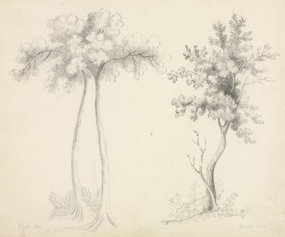Studi di alberi di Upas e acero da Mary Altha Nims