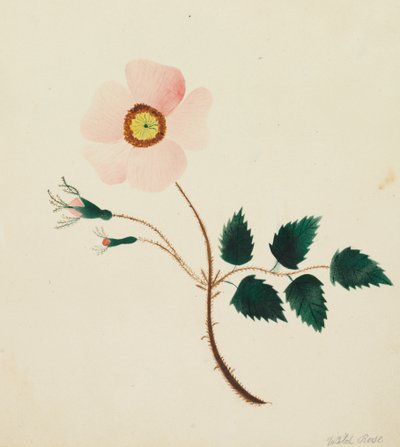 Rosa selvatica da Mary Altha Nims