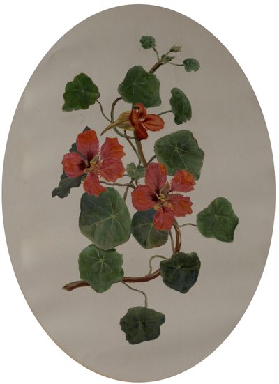 Nasturzi, c.1870 da Mary Dakeyne Townroe