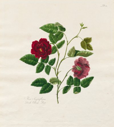 Una collezione di rose dalla natura: Rosa cinese scura da Mary Lawrence