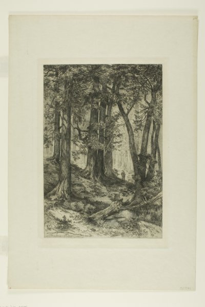 Una foresta della California da Mary Nimmo Moran