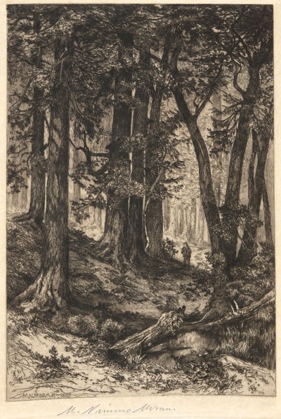 Senza titolo (Scena forestale) da Mary Nimmo Moran