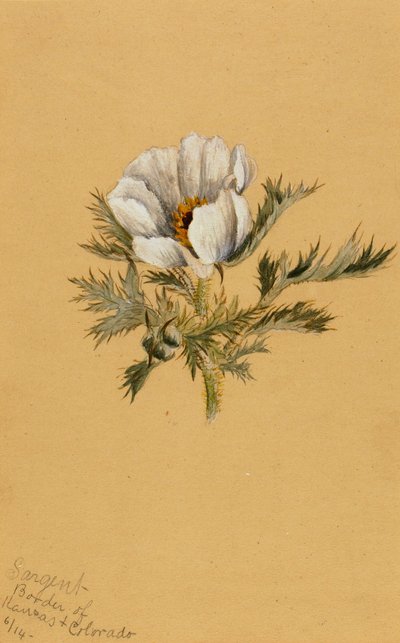 (Senza titolo) (Studio di un fiore) da Mary Vaux Walcott