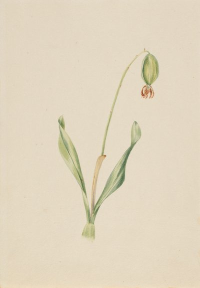 (Senza titolo) (Studio di piante) da Mary Vaux Walcott