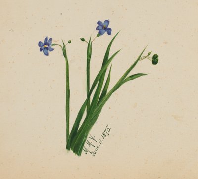 (Senza titolo) da Mary Vaux Walcott