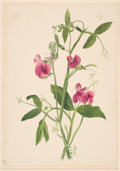 (Senza titolo - Studio di un fiore) da Mary Vaux Walcott