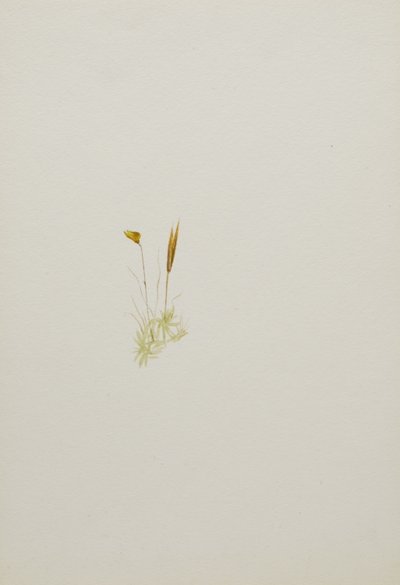 (Senza titolo - Studio di un fiore) da Mary Vaux Walcott