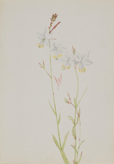 (Senza titolo - Studio di un fiore) da Mary Vaux Walcott