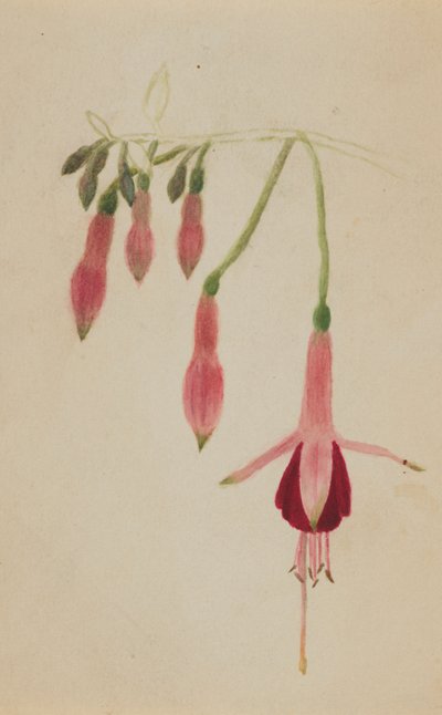 (Senza titolo - Studio di un fiore) da Mary Vaux Walcott