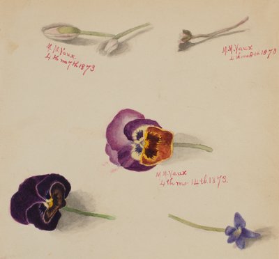 (Senza titolo - Studio di un fiore) da Mary Vaux Walcott