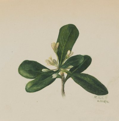 (Senza titolo - Studio di un fiore) da Mary Vaux Walcott