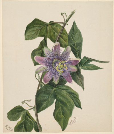 (Senza titolo - Studio di un fiore) da Mary Vaux Walcott