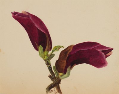(Senza titolo - Studio di un fiore) da Mary Vaux Walcott