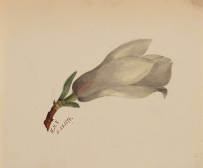 (Senza titolo - Studio di un fiore) da Mary Vaux Walcott