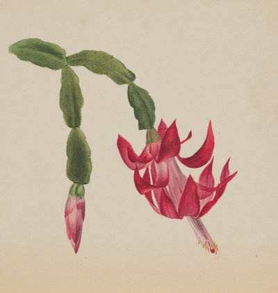 (Senza titolo - Studio di un fiore) da Mary Vaux Walcott