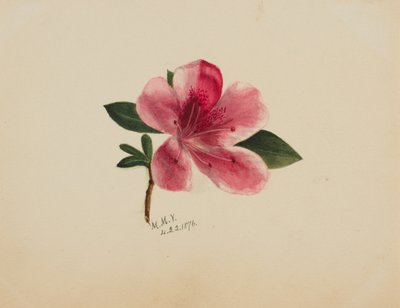 (Senza titolo - Studio di un fiore) da Mary Vaux Walcott